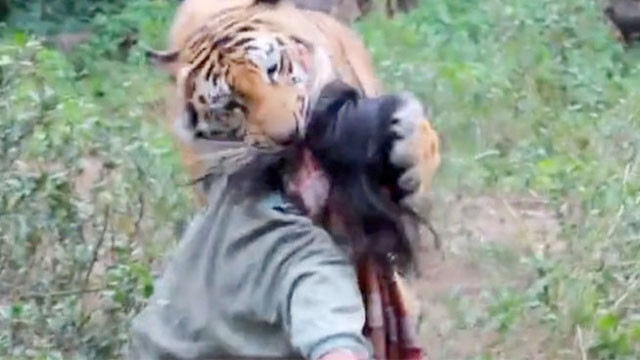 Kaplanın sevgisi böyle olur - Resim: 3