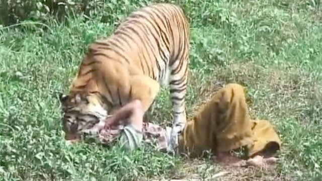 Kaplanın sevgisi böyle olur - Resim: 4