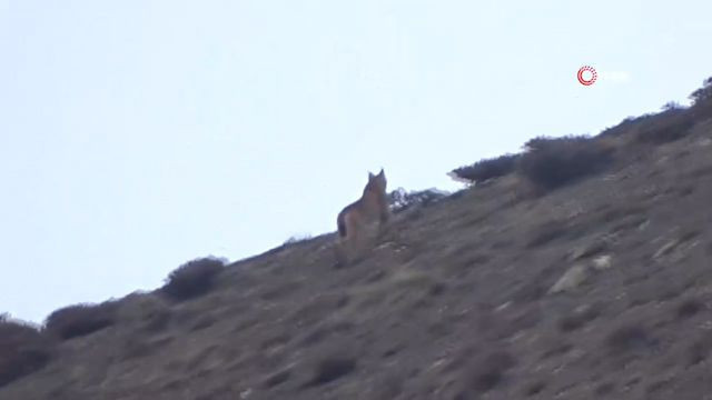 Erizncan'da Vaşak’ın dağ keçisi sürüsüne saldırı anı kamerada - Resim: 3