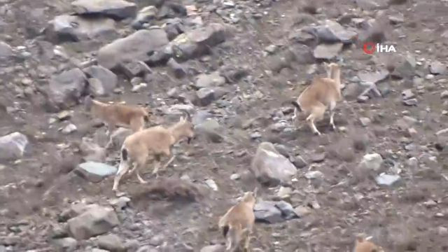 Erizncan'da Vaşak’ın dağ keçisi sürüsüne saldırı anı kamerada - Resim: 2