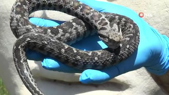 Nesli tehlikedeydi! Beyazbantlı dağ engereği Nemrut'ta ortaya çıktı - Resim: 3