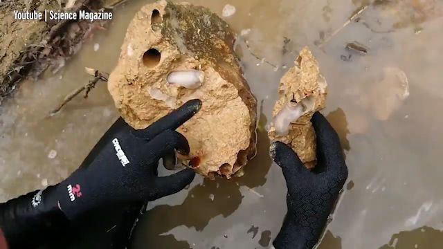 Denizde yaşayan yeni bir tür canlı bulundu! Sindirim sistemi şoke etti - Resim: 2