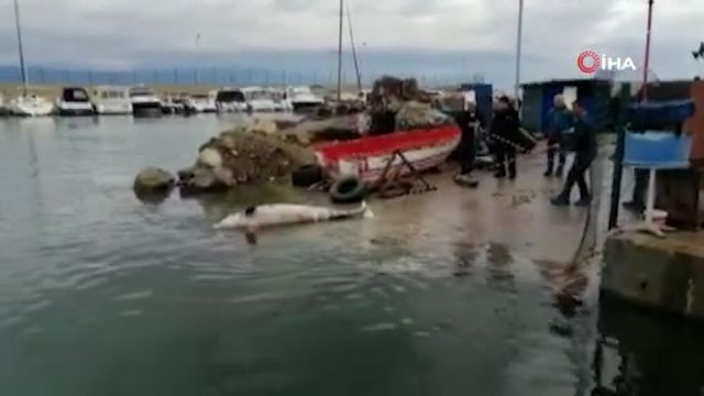 Bursa'da 300 kiloluk ölü yunus denizciler tarafından bulundu - Resim: 1
