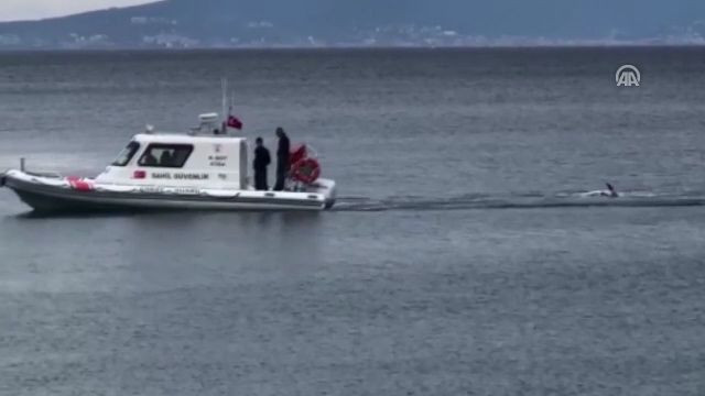Bursa'da 300 kiloluk ölü yunus denizciler tarafından bulundu - Resim: 2