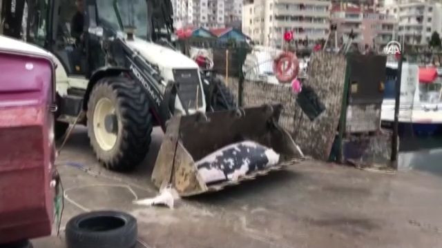 Bursa'da 300 kiloluk ölü yunus denizciler tarafından bulundu - Resim: 4