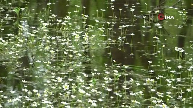 Galeriç Subasar Ormanı'nda 'su papatyası' kartpostallık görüntüler oluşturdu - Resim: 4