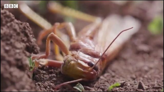 Afrika'da çekirge istilası başladı son 70 yılın en büyük istilası - Resim: 3