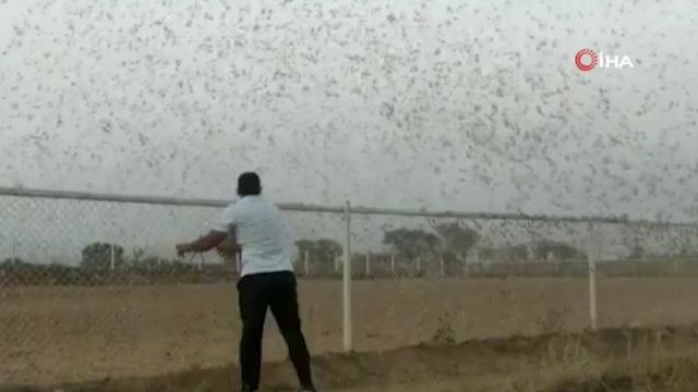 Hindistan'ı çekirgeler istila etti! On binlerce hektar mahsul yok oldu - Resim: 2