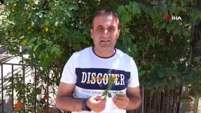 3 bin yılda bir açıyor! Kastamonu’da ‘udumbara çiçeği’ görüldü - Resim: 2