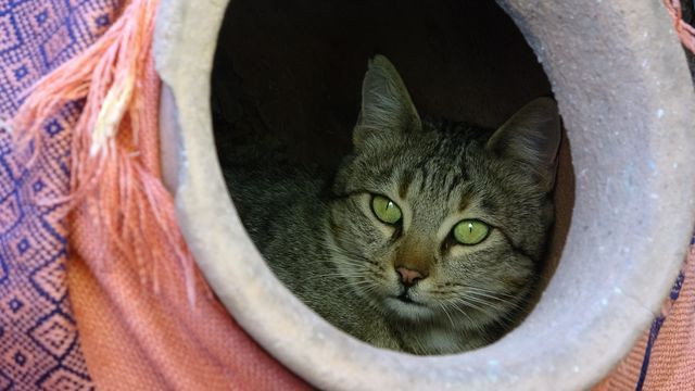 Van Edremit'te küpün içinden çıkanları gören adam şaşkına döndü - Resim: 3