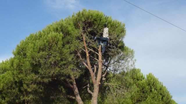 Aydın'da kilosunu 300 TL'den satıyorlar! 20 günde 15 ton topladılar - Resim: 1