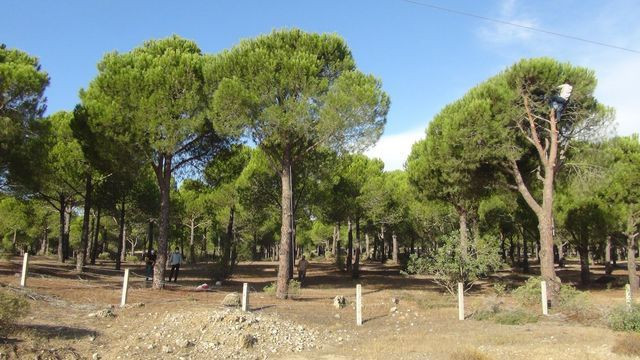Aydın'da kilosunu 300 TL'den satıyorlar! 20 günde 15 ton topladılar - Resim: 2