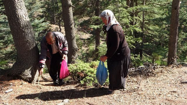 Adana'da her yerde onu arıyorlar kilosu 100 TL! Japonya'ya satılıyor - Resim: 1