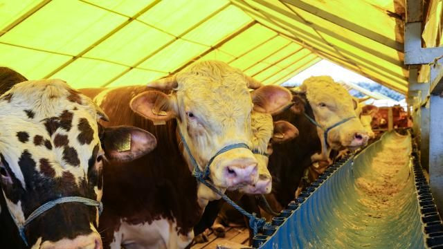 Pazarlar kuruldu, satışlar başladı! Kurbanlık alırken nelere dikkat edilmeli? - Resim: 1