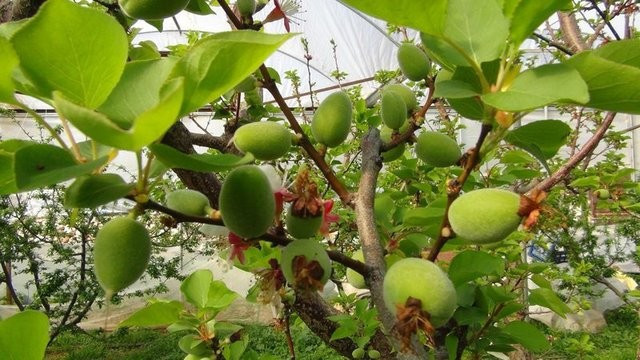 Çağla meyvesinin mucizevi faydaları - Resim: 19