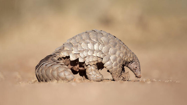 Pangolin hayvanı nerede yaşar pangolin neye benzer? - Resim: 2
