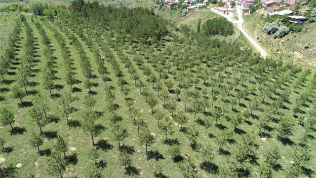 Sivas'ın ilçesine hayat verdi Bekir Pakdemirli teşekkür ve dua etti - Resim: 0