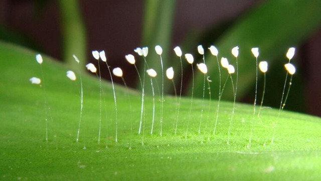 Udumbara çiçeği nedir nerede yetişir efsanesi çok başkaymış! - Resim: 0