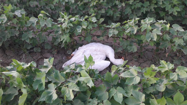 CHP İlçe Başkanının babası tarlasına giren 40 kazı katletti - Resim: 1