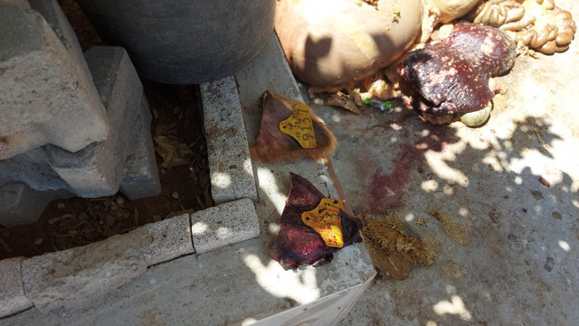 İzmir'de Kurban Bayramı'nda akraba kazığı! Aldığı hayvan tüberkülozlu çıktı - Resim: 0