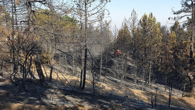 Bakan Bekir Pakdemirli Ankara'daki yangının kontrol altına alındığını duyurdu - Resim: 1