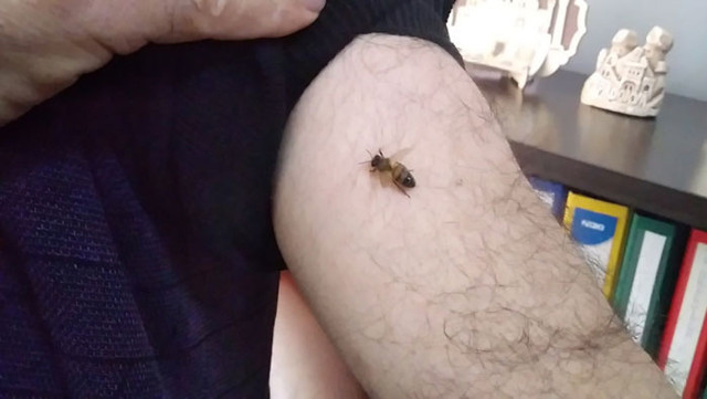 Koronavirüse iyi geldiğini öne sürüp, kendilerini bal arılarına ısırtıyorlar - Resim: 0