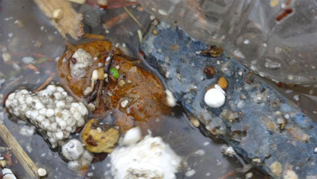 Ömerli Barajı’na su taşıyan derede korkunç manzara - Resim: 0