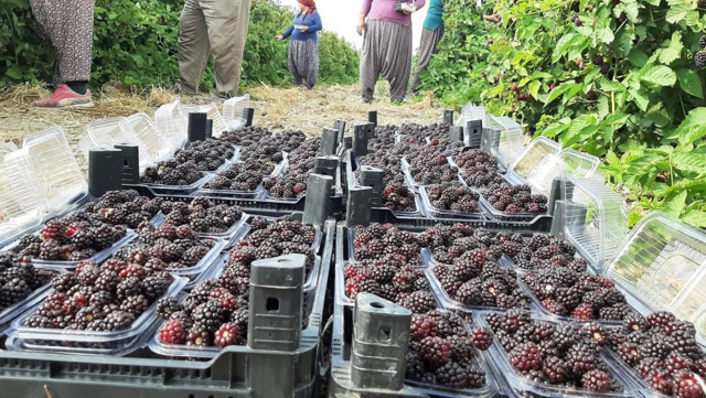 150 bin TL kâr! Osmaniye'de hobi olarak ektiği 'Boysenbery' kazanç sağladı - Resim: 0