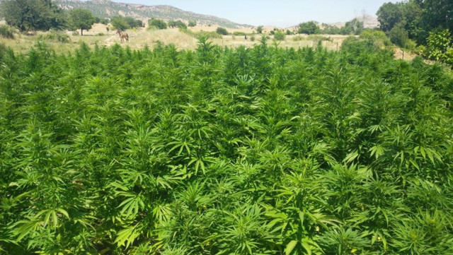 Diyarbakır'da 22 milyon kök kenevir ele geçirildi! Terör örgütüne 5 milyarlık darbe - Resim: 1