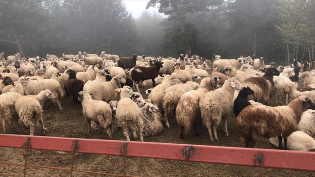 İstanbul'da 'ucuz araba' vurgunu: Dolandırdıkları 90 milyonla çiftlik kurmuşlar - Resim: 0