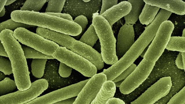 Binlerce yıllık buzullarda 28 yeni virüs keşfedildi - Resim: 0