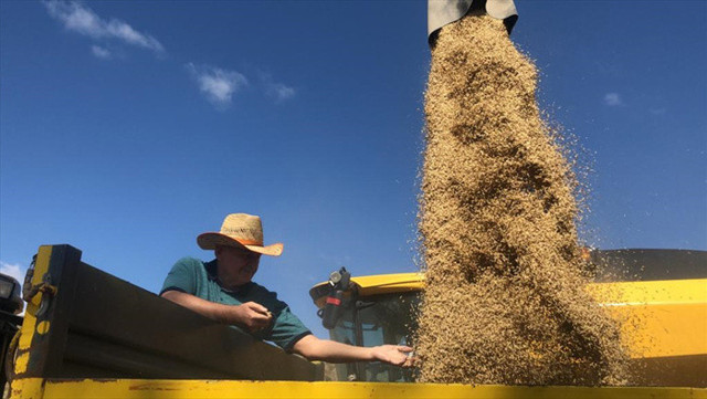 AK Parti Genel Başkanvekili Binali Yıldırım biçerdöver ile hasat yaptı - Resim: 2