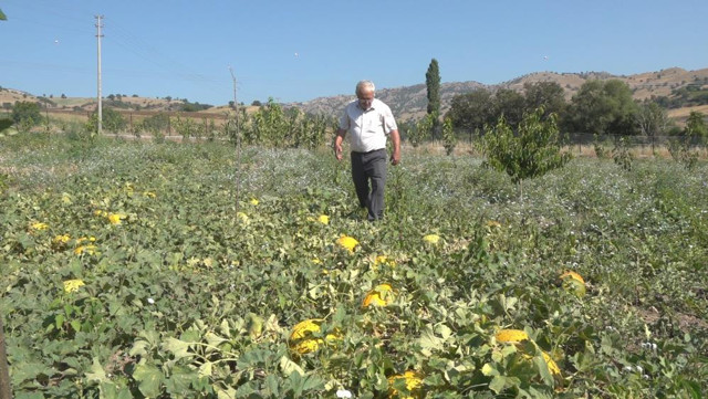 Amasya'da bu tarlada yok yok! Para geçmiyor nedeni dikkat çekti - Resim: 1