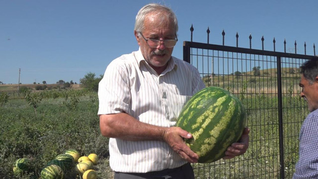 Amasya'da bu tarlada yok yok! Para geçmiyor nedeni dikkat çekti - Resim: 2