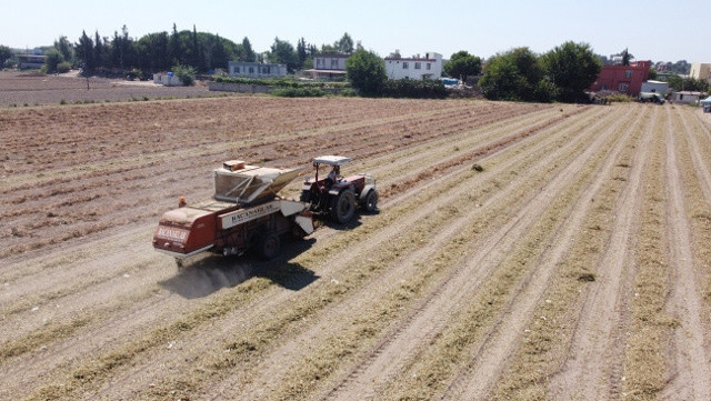 Mersin'de "Ayşehanım" hasadı başladı - Resim: 0