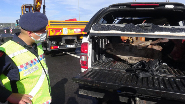 Kocaeli'de kaza yaptıkları araçlarından geyik çıkan avcılara ceza yağacak - Resim: 0