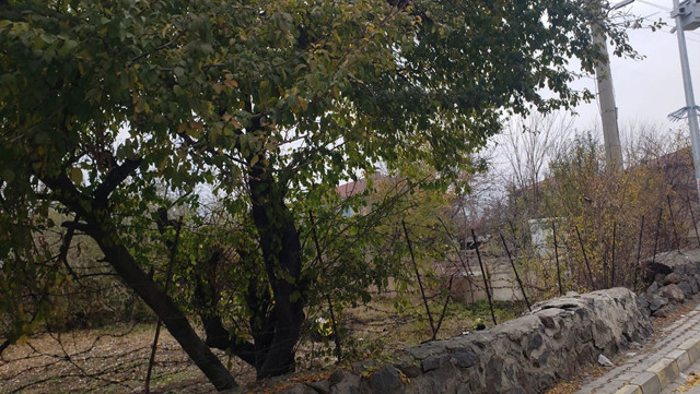 Görenler gözlerine inanamadı, 10 kiloluk kabak ağaçta yetişti - Resim: 0