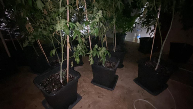 İstanbul’da tekstil atölyesinde milyonluk uyuşturucu serası! Baba ve oğlu yakaladı - Resim: 0