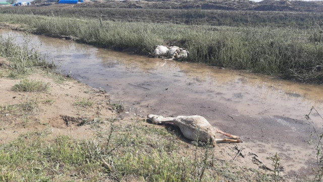 Ceviz büyüklüğündeki dolu, koyunları telef etti çoban 'canımı zor kurtardım' dedi - Resim: 0