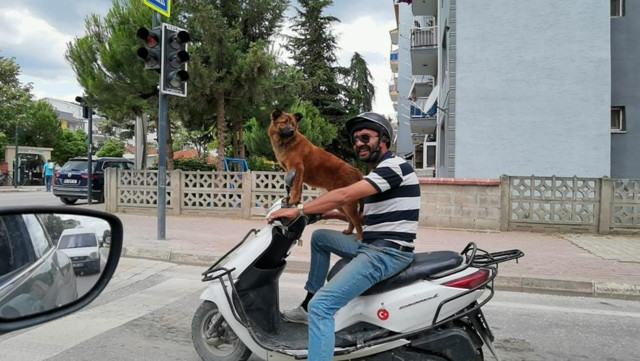 Bursa'da motosiklet yolculuğu yapan köpek görenleri şaşkına çevirdi - Resim: 1