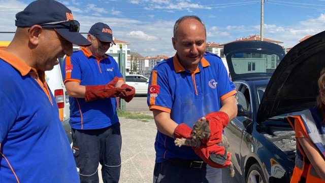 Otomobilin motor kısmına sıkışan yavru kediyi AFAD kurtardı - Resim: 0