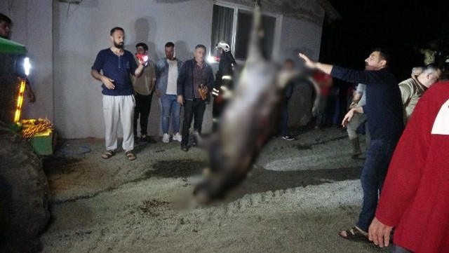 Ahırda çıkan yangın, satışı tamamlanan 10 kurbanlık hayvanı telef etti - Resim: 0