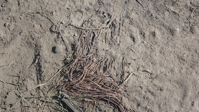 Kablo hırsızları yangın çıkarıp, kaçtı! 30 dönümlük arazi küle döndü - Resim: 2