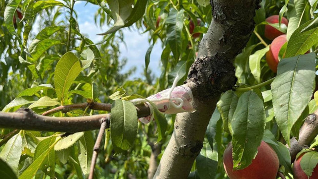 Tarlasına geldiğinde gördü ağaca iple bağlamış! Çok duygulandı: Helal olsun! - Resim: 1