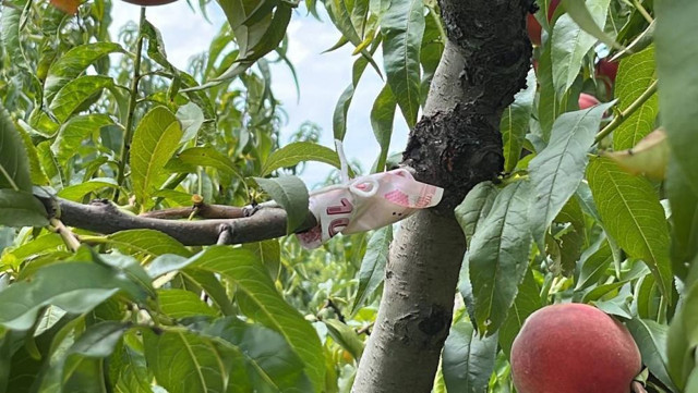 Tarlasına geldiğinde gördü ağaca iple bağlamış! Çok duygulandı: Helal olsun! - Resim: 0