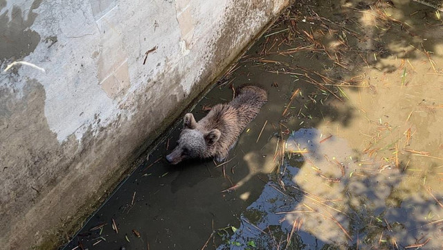 Sulama kanalına düşen ayı, 5 saatlik çalışmayla kurtarıldı - Resim: 0