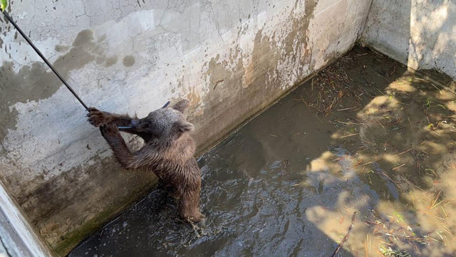 Sulama kanalına düşen ayı, 5 saatlik çalışmayla kurtarıldı - Resim: 1