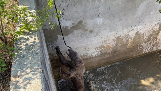 Sulama kanalına düşen ayı, 5 saatlik çalışmayla kurtarıldı - Resim: 2