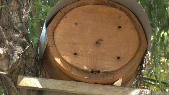 Kadıköy'de, cadde ortasında yetiştirdiği arılar bal verdi mahalleli bala doydu - Resim: 2