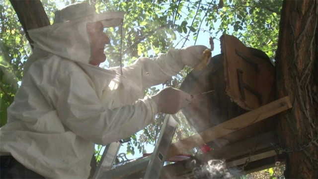 Kadıköy'de, cadde ortasında yetiştirdiği arılar bal verdi mahalleli bala doydu - Resim: 0